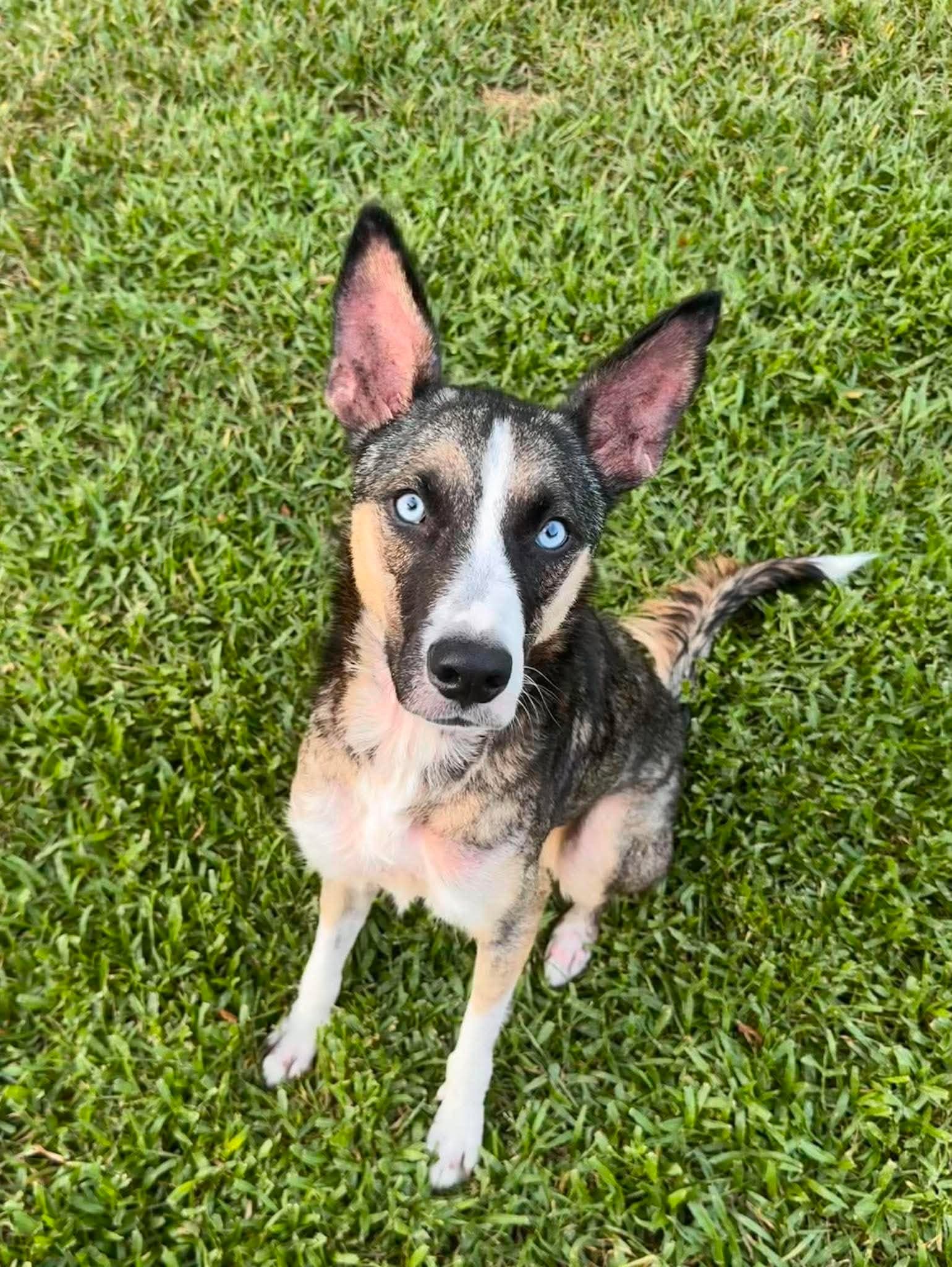 Nova - Husky