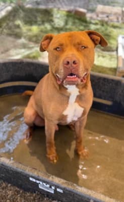 Aries - Pit Bull Terrier