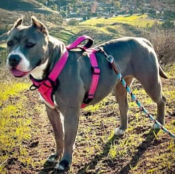 Zsa Zsa image 2