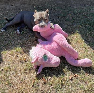 Zsa Zsa - American Staffordshire Terrier