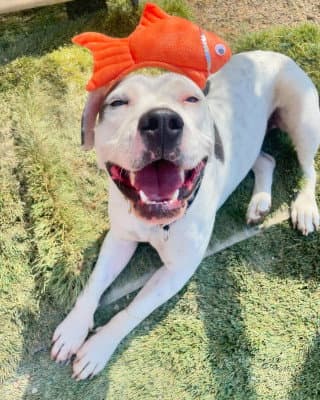 Mustard - Pit Bull Terrier