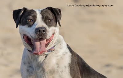 Ketchup - American Staffordshire Terrier