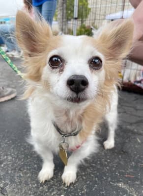 Jax - Chihuahua