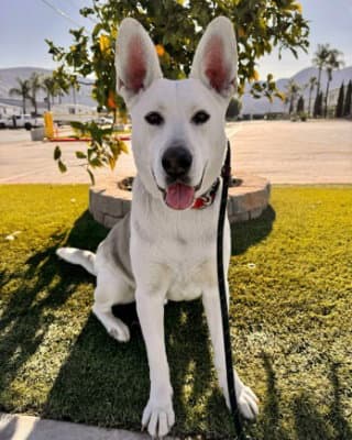 Ruger - Husky