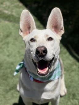 Ruger image 2