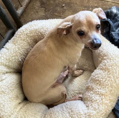 Rudy Gramps - Chihuahua