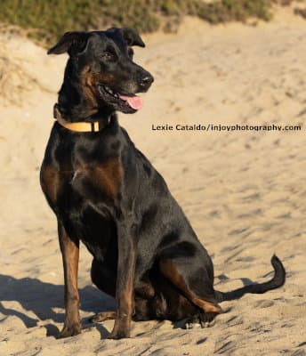 Willow - Doberman Pinscher