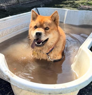 Ronnie - Chow Chow