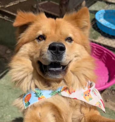 Dale - Chow Chow