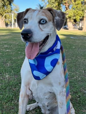 Daisy - Catahoula Leopard Dog