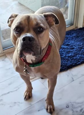 Sadie - Boxer