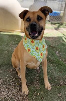 Amber - Boxer