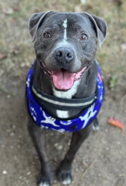 Bubba image 1