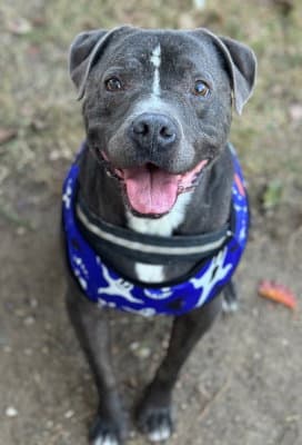 Bubba - Pit Bull Terrier