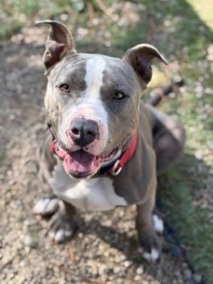 Mikey - Pit Bull Terrier