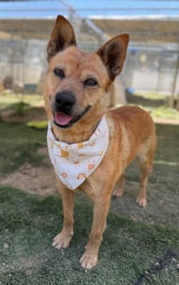 Roxie image 1