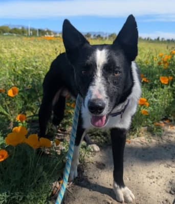 Pinto - Border Collie