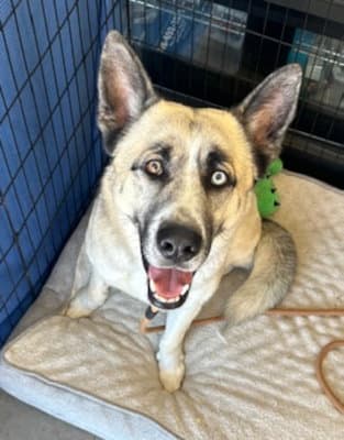 Zeus - German Shepherd Dog