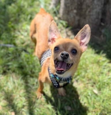 Buttons - Chihuahua