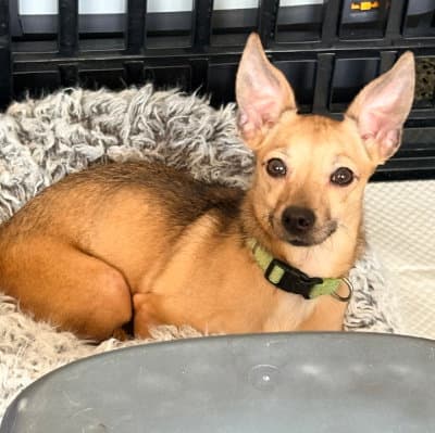 Fawn - Chihuahua