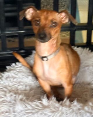 Petunia - Chihuahua