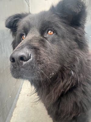 Terra - Chow Chow