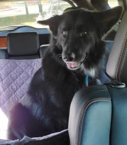Sadie Bc image 3