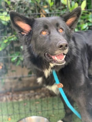 Sadie Bc - Border Collie