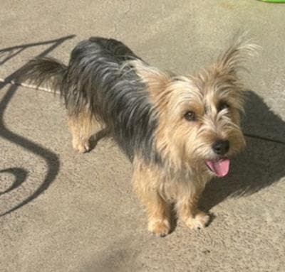 Whiskey - Yorkshire Terrier Yorkie