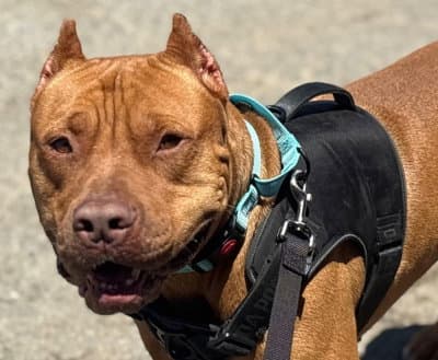 Scooby - Mastiff