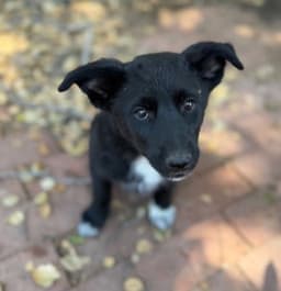 Bella image 1