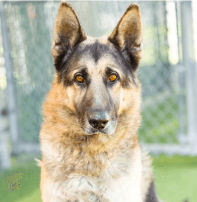 Rian - German Shepherd Dog