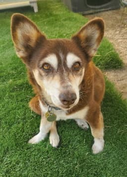 Ginger image 3