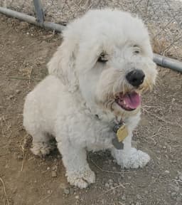 Duffy image 1