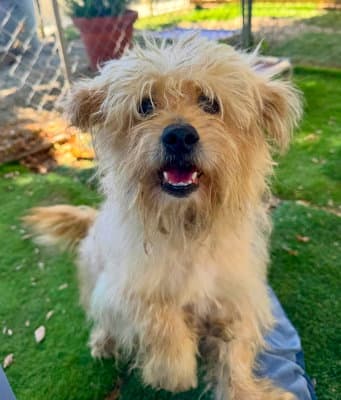 Papa Dog - Terrier