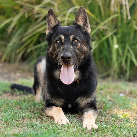 Maverick - German Shepherd Dog