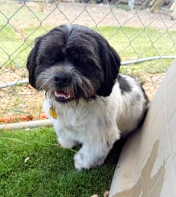 Benji - Maltese