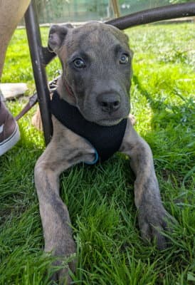 Echo - Pit Bull Terrier