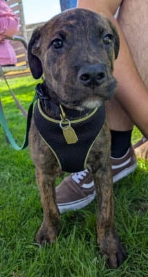 Orbit - Pit Bull Terrier