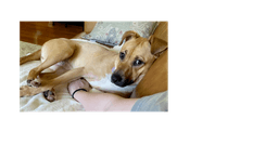 Honey image 1