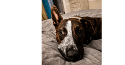 Stripe image 1