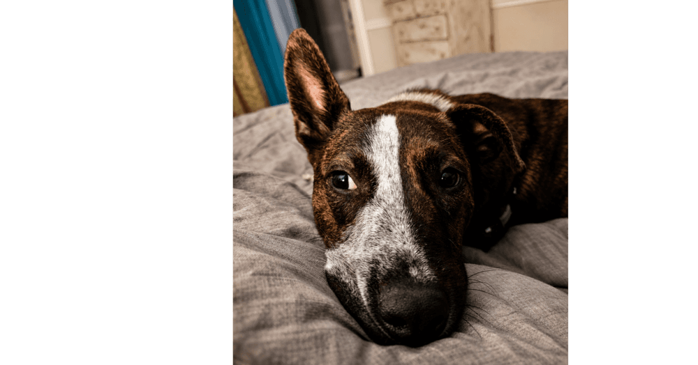 Stripe - Cattle Dog