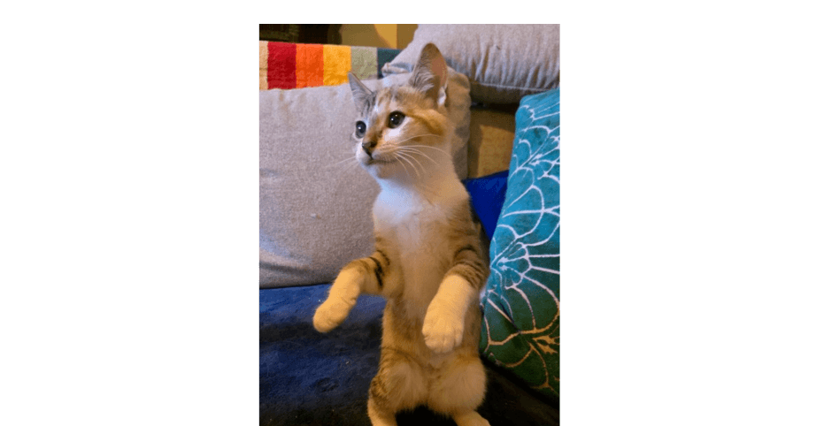Dana - Domestic Short Hair