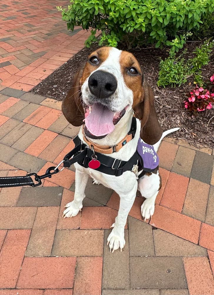 Gigi - Hound