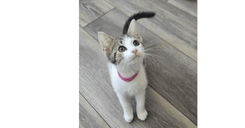 Fiona - Domestic Short Hair