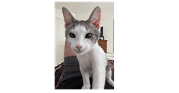 Freddie image 1
