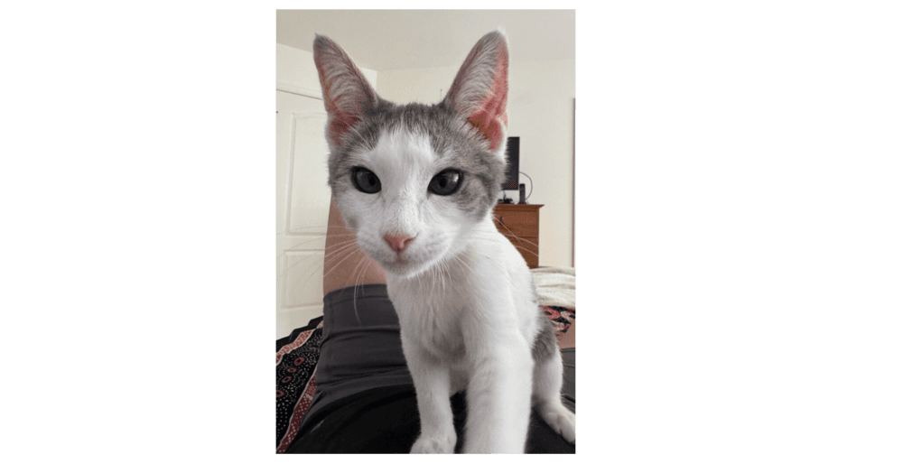 Freddie - Domestic Short Hair