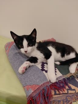 Bandit image 2