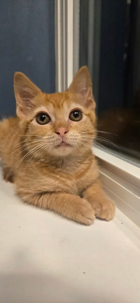 Scarlett - Domestic Short Hair