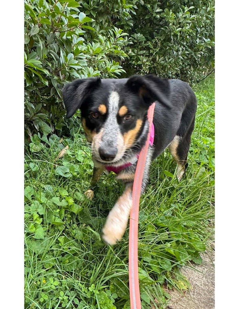 Bluey - Australian Cattle Dog/Blue Heeler